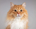 Кошки в Москве: Рыжий котик Пушкин ищет семью. Мальчик, Бесплатно - фото 3