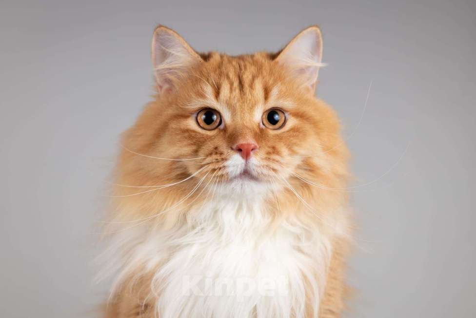 Кошки в Москве: Рыжий котик Пушкин ищет семью. Мальчик, Бесплатно - фото 3