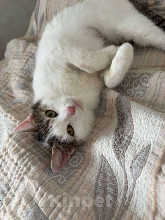 Кошки в Москве: Кошка Лизавета ищет семью Девочка, Бесплатно - фото 4