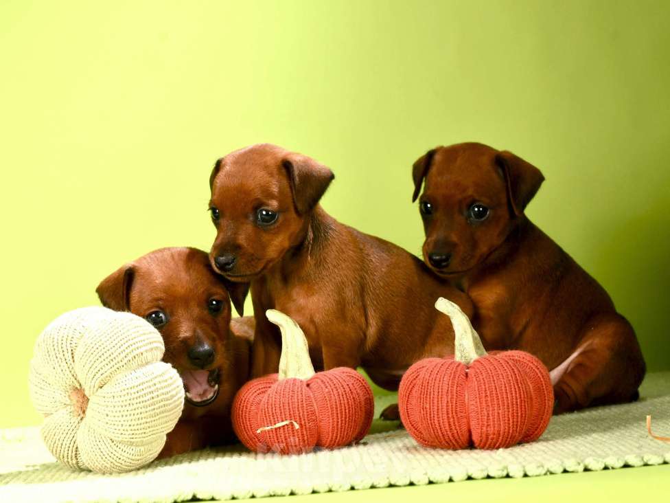 Собаки в Москве: Сука цвергпинчера Девочка, 50 000 руб. - фото 3