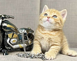 Кошки в Люберцах: Британский котенок Мальчик, 15 000 руб. - фото 1