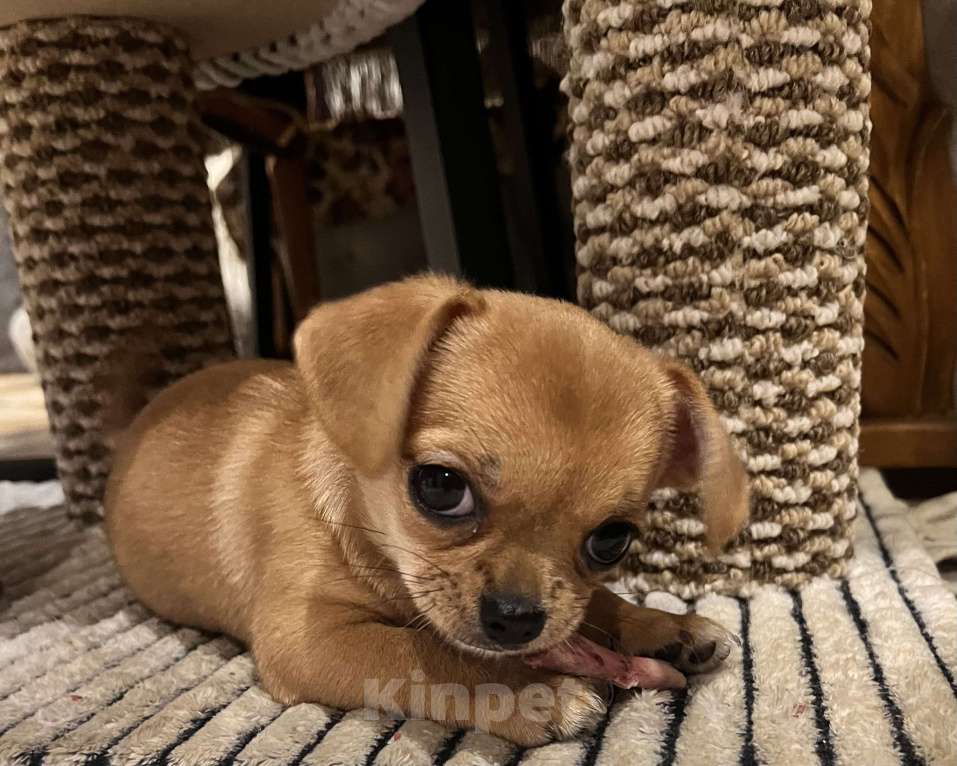 Собаки в Ярославле: Девочка  Девочка, 23 000 руб. - фото 4