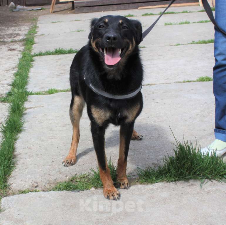 Собаки в Москве: Альма ищет свою любимую семью Девочка, 100 руб. - фото 6