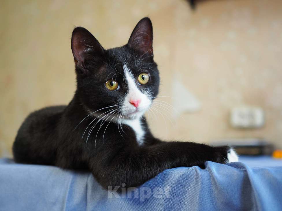 Кошки в Москве: Котёнок в добрые руки  Мальчик, Бесплатно - фото 2