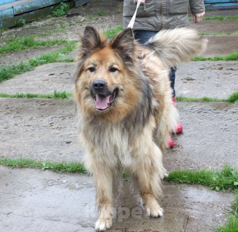 Собаки в Москве: Мишка в поисках дома и своей семьи Мальчик, Бесплатно - фото 8
