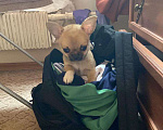 Собаки в Чехове: Вязка чихуахуа Мальчик, 2 500 руб. - фото 4
