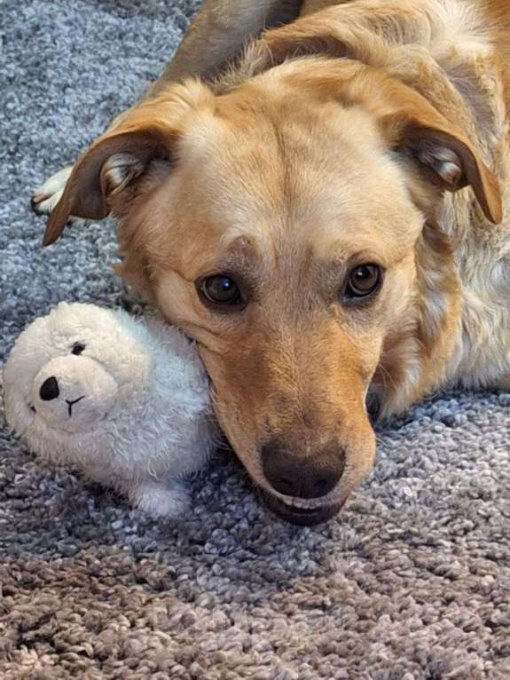 Собаки в Москве: Золотой лабрадористый мальчик Мальчик, Бесплатно - фото 2