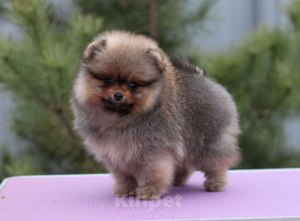 Собаки в Москве: Щенки померанского шпица Девочка, Бесплатно - фото 2