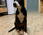 Собаки в Лосином-Петровском: Потерялся щенок Питбуля, 4 месяца  Мальчик, 1 руб. - фото 2