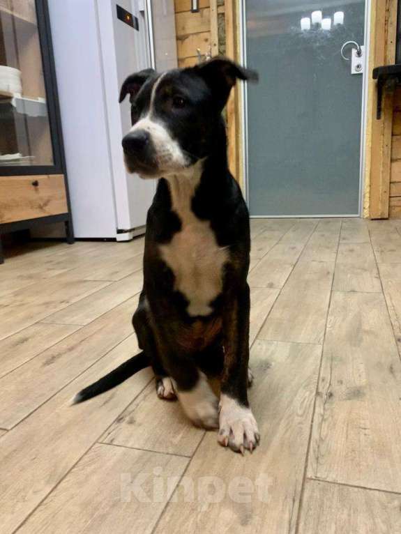 Собаки в Лосином-Петровском: Потерялся щенок Питбуля, 4 месяца  Мальчик, 1 руб. - фото 2