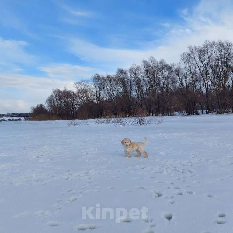 Собаки в Дзержинске: Пудель Мальчик, 30 000 руб. - фото 2