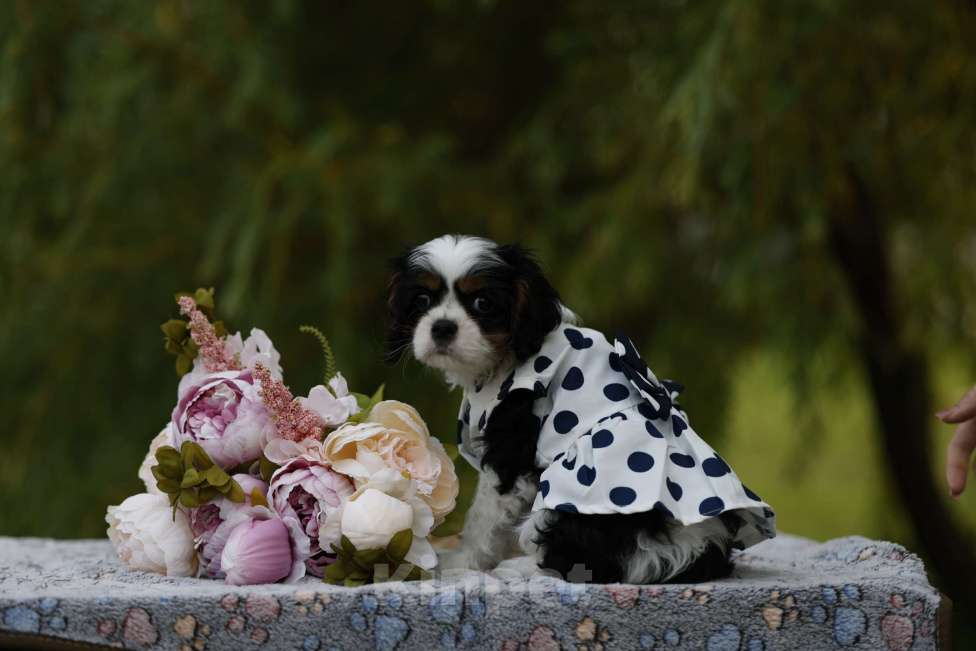 Собаки в Москве: Атали Трики Лил Девочка, 90 000 руб. - фото 2