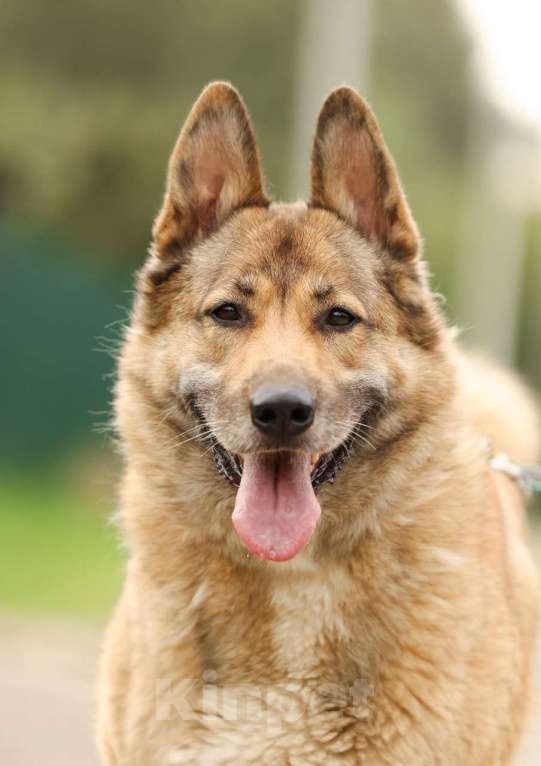 Собаки в Химках: Рыжий Мальчик, Бесплатно - фото 3