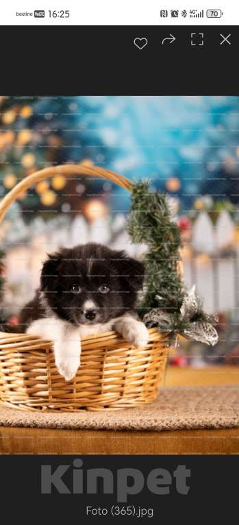 Собаки в Самаре: Девочка Девочка, 90 000 руб. - фото 3