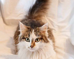 Кошки в Москве: Миниатюрная кошка Китти в добрые руки Девочка, Бесплатно - фото 1