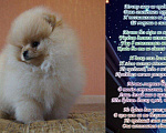 Собаки в Хабаровске: Щенки померанского шпица разных окрасов, 35 000 руб. - фото 9