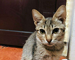 Кошки в Нытве: Котики бесплатно, Бесплатно - фото 10