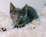 Кошки в Санкт-Петербурге: Русский голубой котенок 2 мес Мальчик, 500 руб. - фото 5