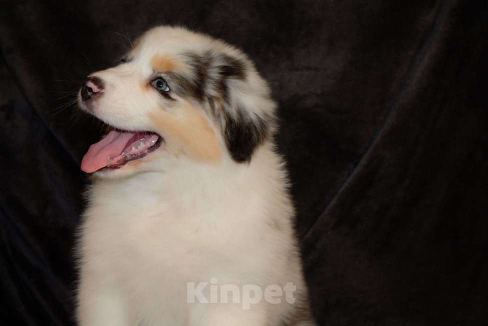 Собаки в других городах Московской области: Австралийская овчарка (аусси) Девочка, 70 000 руб. - фото 2