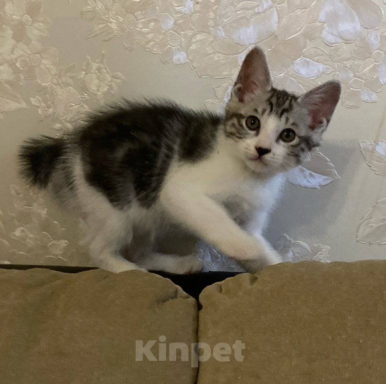 Кошки в Волгограде: Курильский бобтейл котенок Мальчик, 30 000 руб. - фото 6