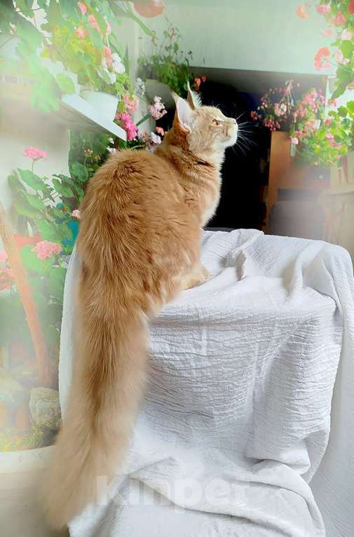 Кошки в Барнауле: Котята мейн-кун Мальчик, Бесплатно - фото 6