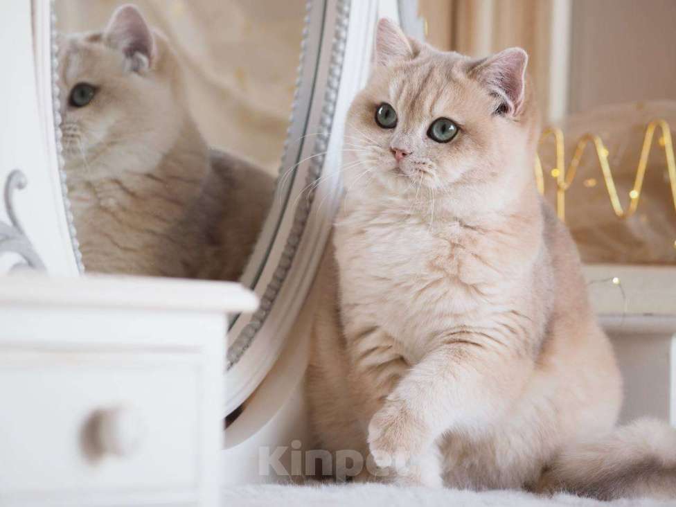 Кошки в Москве: Британский котенок Ява Девочка, 130 000 руб. - фото 8