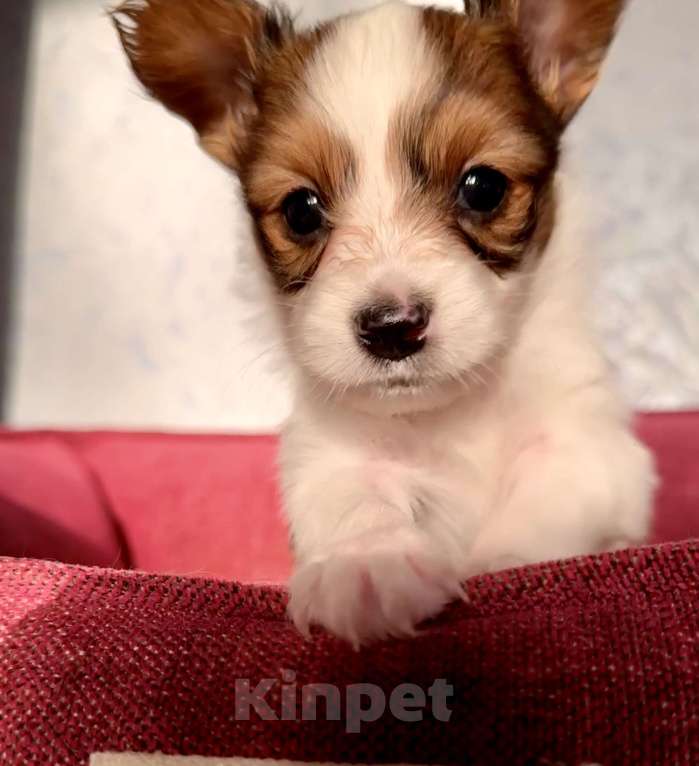 Собаки в Москве: Щенки папийона  от высокопородных родителей Разнополые, Бесплатно - фото 3