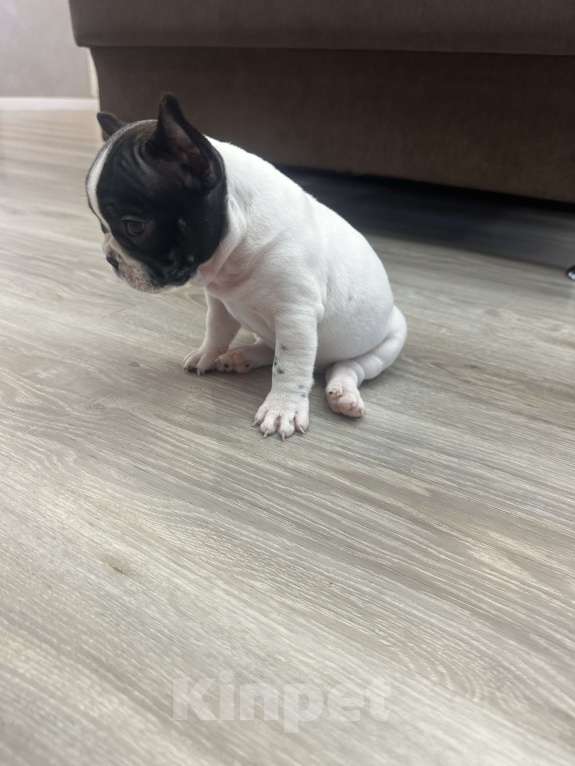 Собаки в Кургане: Французский бульдог, щенок Девочка, 35 000 руб. - фото 7