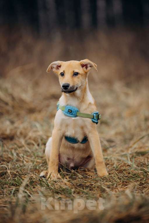 Собаки в Москве: Рыжий, маленький лисёнок в поисках дома! Мальчик, Бесплатно - фото 6