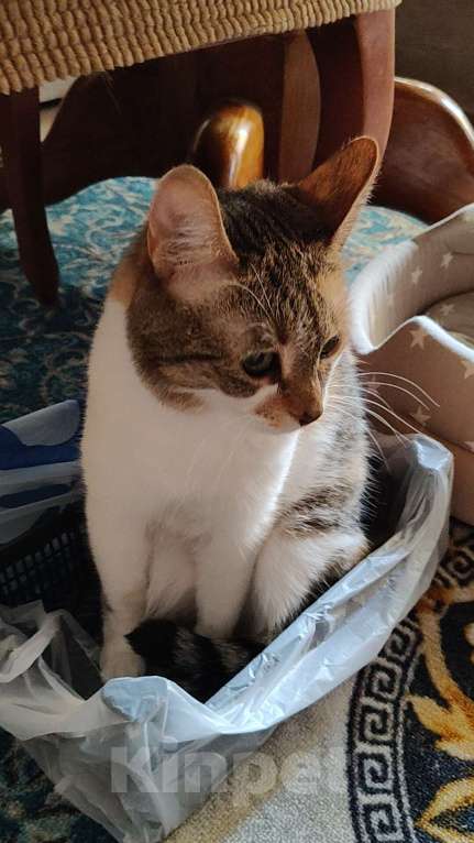 Кошки в Санкт-Петербурге: Умная чистюля Олимпия Девочка, Бесплатно - фото 6