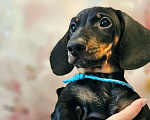 Собаки в Твери: Мальчик синяя лента Мальчик, 45 000 руб. - фото 2