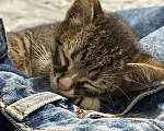 Кошки в Краснодаре: котенок в добрые руки Мальчик, Бесплатно - фото 3