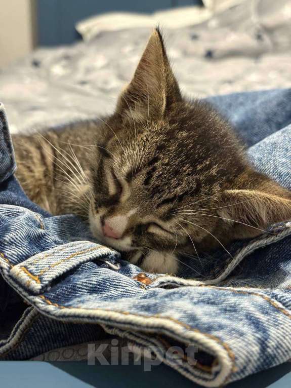 Кошки в Краснодаре: котенок в добрые руки Мальчик, Бесплатно - фото 3