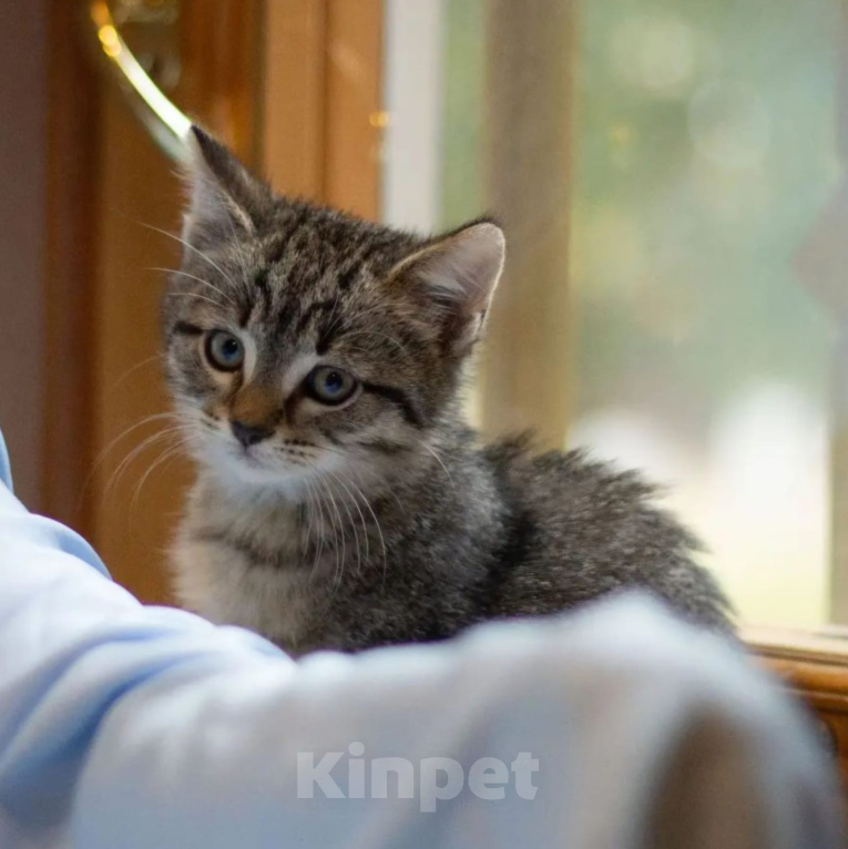 Кошки в других городах Московской области: Котенок в добрые руки Девочка, 1 руб. - фото 2