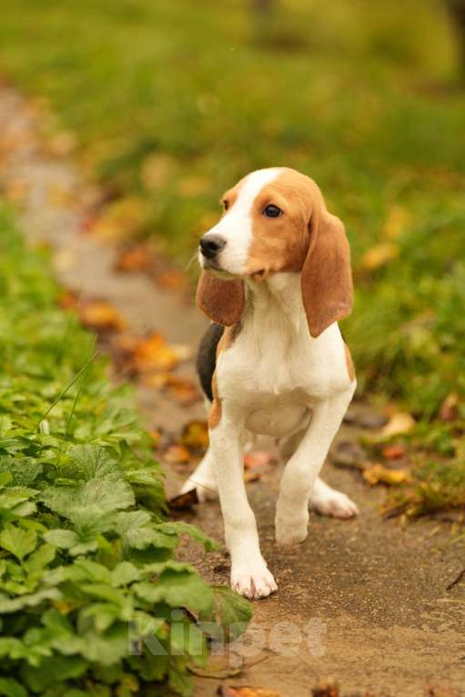Собаки в других городах Московской области: Кобель гончей хочет домой Мальчик, 19 000 руб. - фото 5