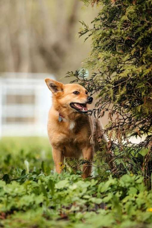 Собаки в Москве: Финский шпиц Лиса в добрые руки Девочка, 1 руб. - фото 5