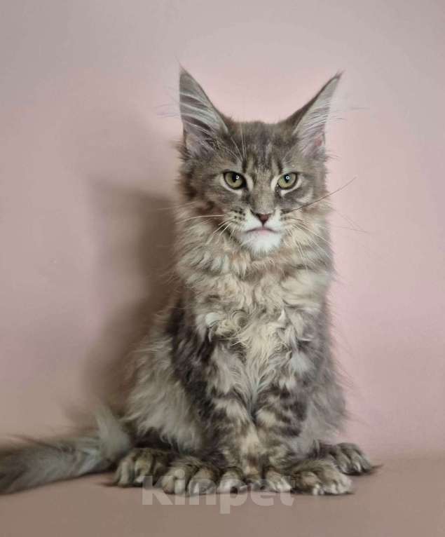 Кошки в Ставрополе: Котик красавиц.  Мальчик, 40 000 руб. - фото 2