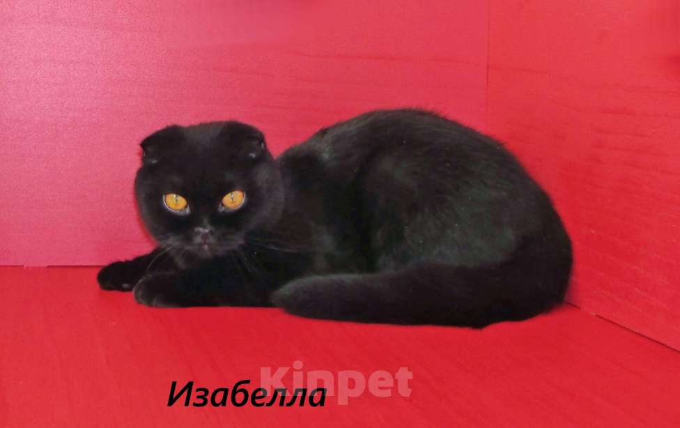 Кошки в Санкт-Петербурге: Шотландская черная кошечка  Девочка, 10 000 руб. - фото 2