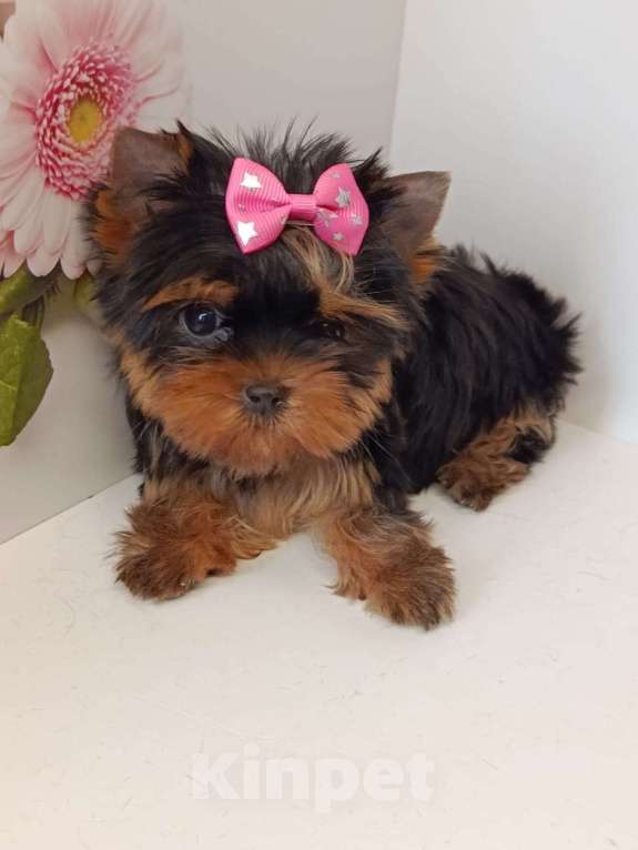 Собаки в других городах Московской области: Крошка Элис Девочка, 90 000 руб. - фото 1