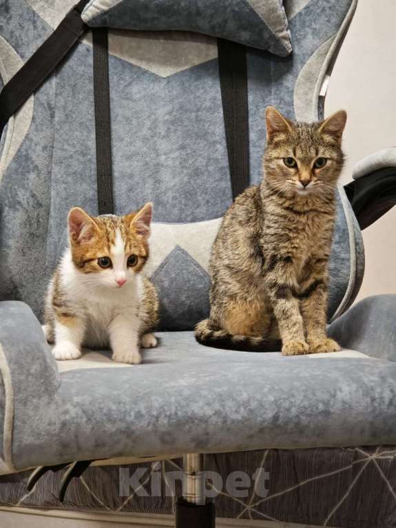 Кошки в Красногорске: Котенок Олаф 1,5 месяца в добрые руки  Мальчик, Бесплатно - фото 2