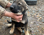 Собаки в Екатеринбурге: Отдам щенков в добрые руки Мальчик, 1 руб. - фото 3