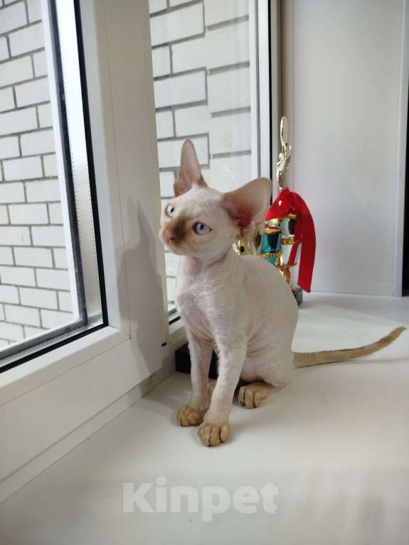 Кошки в Воронеже: Девон Рекс котёнок Мальчик, Бесплатно - фото 5