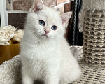 Кошки в Москве: Британская золотая шиншилла колор-пойнт Мальчик, 50 000 руб. - фото 2