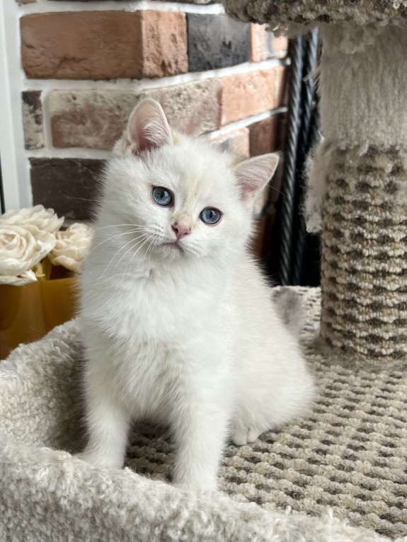 Кошки в Москве: Британская золотая шиншилла колор-пойнт Мальчик, 50 000 руб. - фото 2