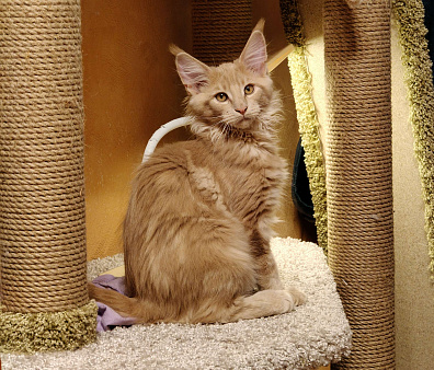 Кремовый красавчик