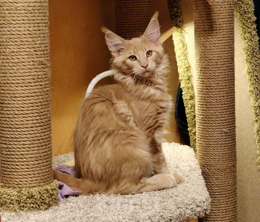 Кошки в Санкт-Петербурге: Мальчик - "сладкий пирожок" Мальчик, 40 000 руб. - фото 1