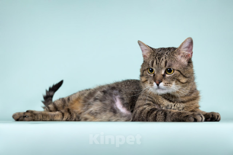 Кошки в Москве: Котик Дон Жуан в добрые руки Мальчик, Бесплатно - фото 9
