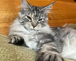 Кошки в Москве: Котёнок Мейн-кун, девочка Девочка, 35 000 руб. - фото 1
