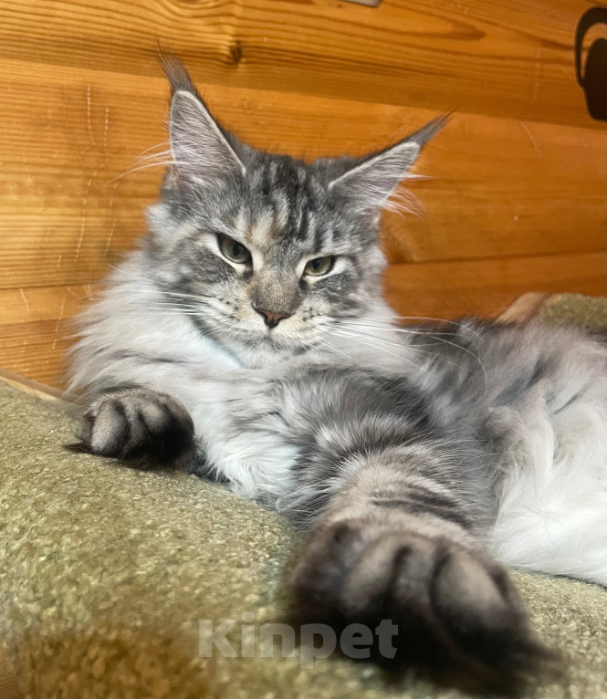 Кошки в Москве: Котёнок Мейн-кун, девочка Девочка, 35 000 руб. - фото 1