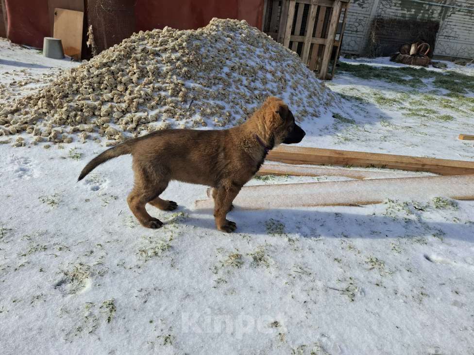 Собаки в других городах Крыма: Щенок немецкой овчарки  Девочка, 40 000 руб. - фото 2